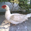Muscovy Duck